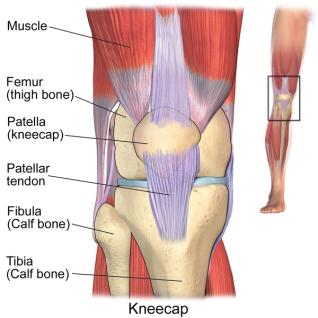 Rodilla anatomia