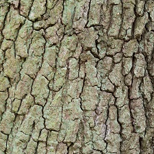 White Oak