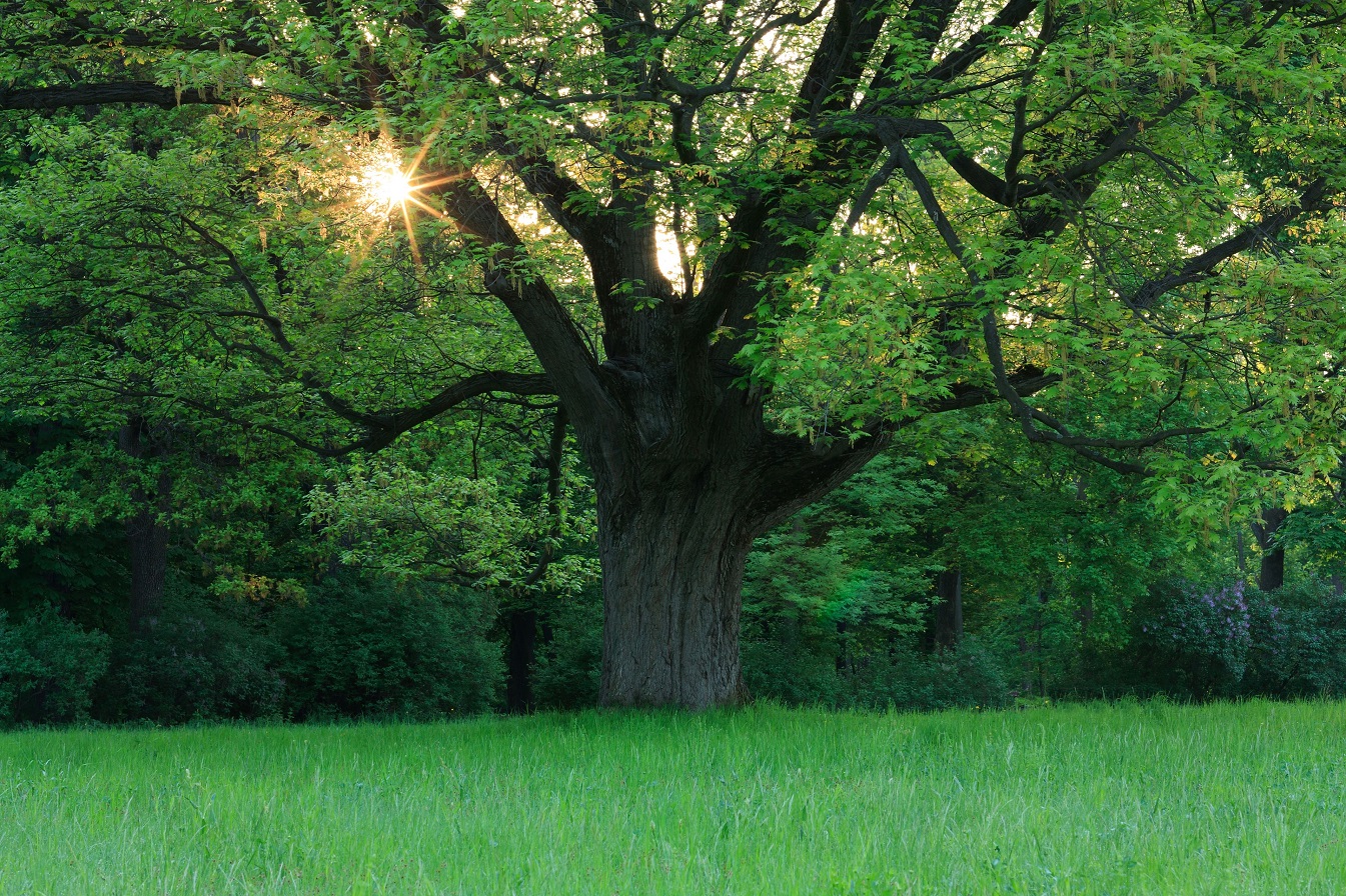 White Oak