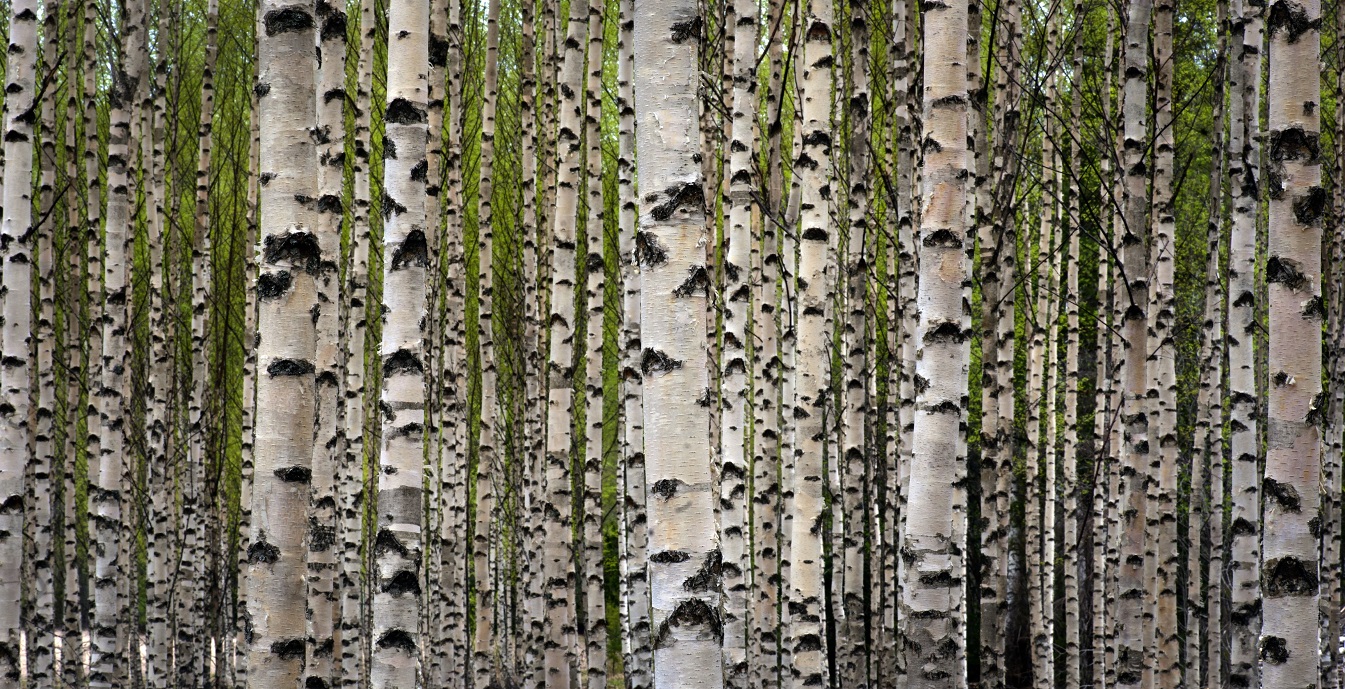 Birch