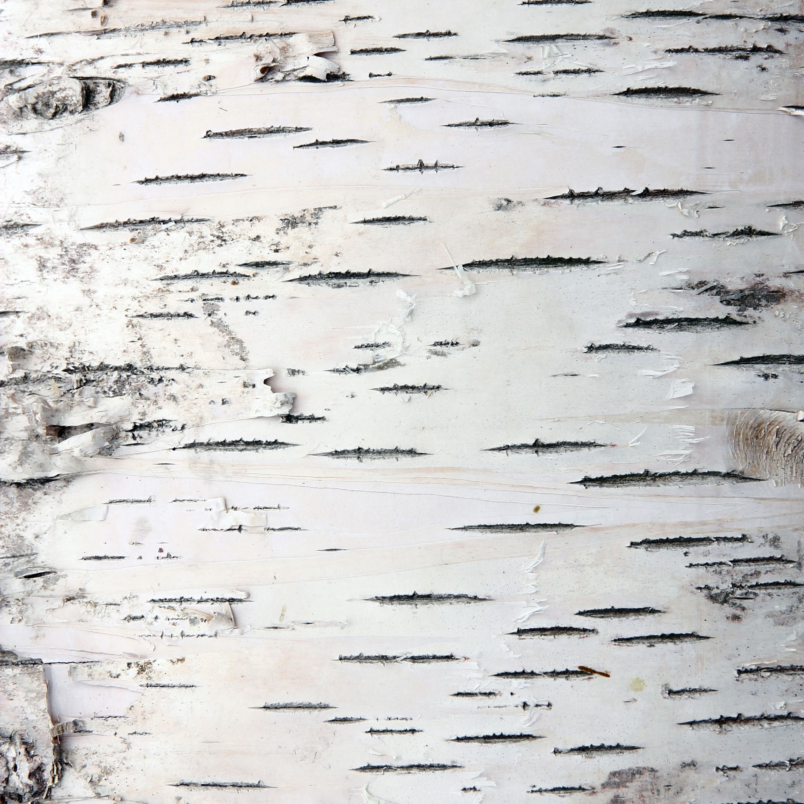Birch