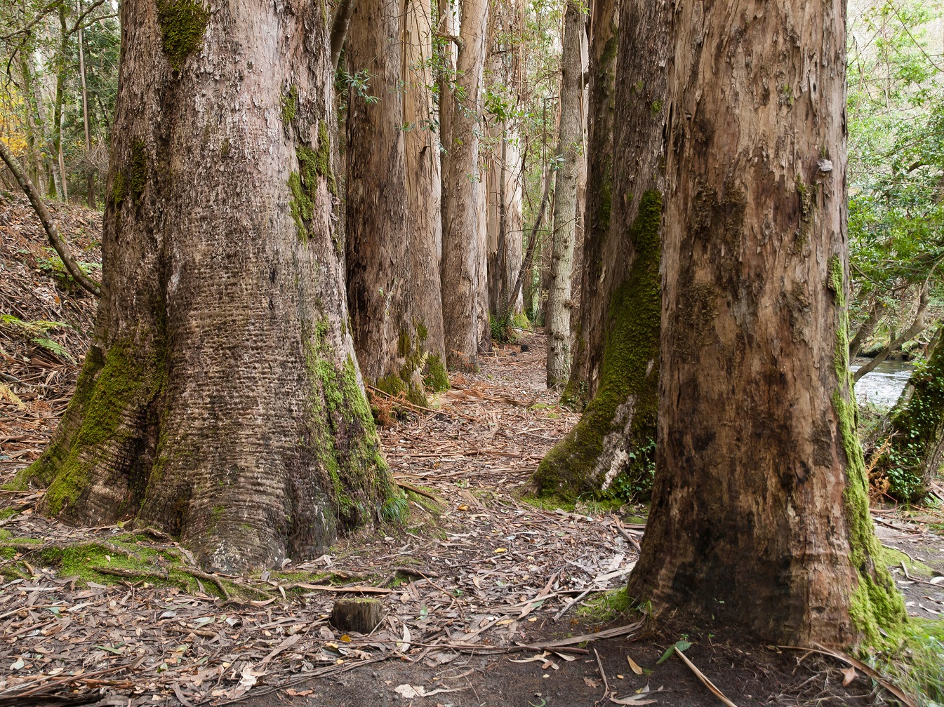 Eucalyptus