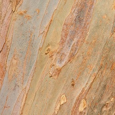 Eucalyptus