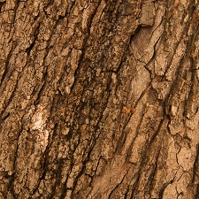 Roble rojo
