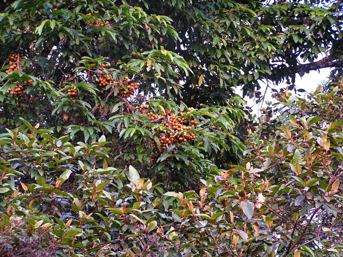 Ilomba