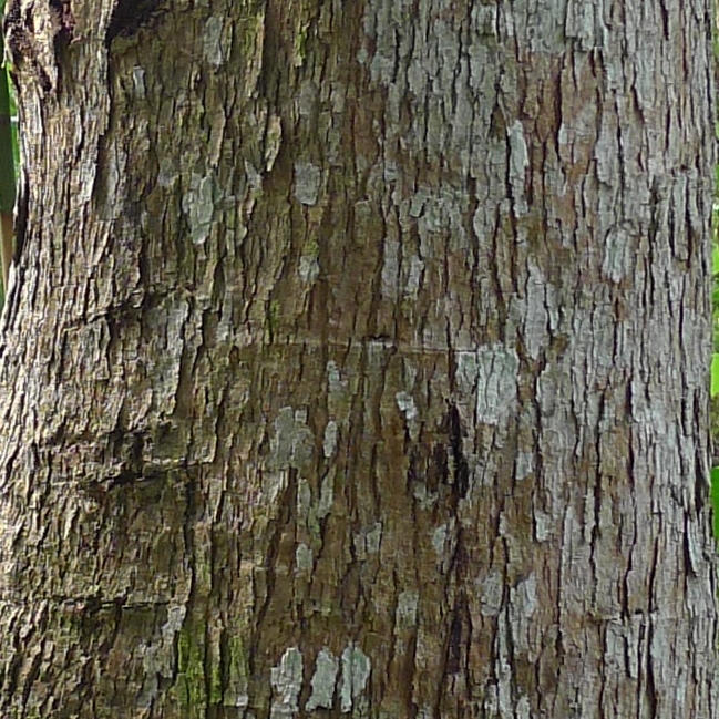 Ilomba