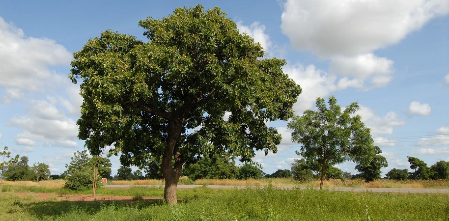 Walnut